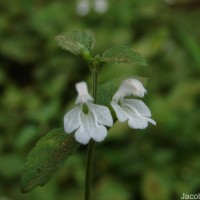 Leucas biflora (Vahl) Sm.